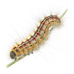 Imagen PNG para descargar